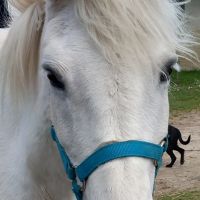 Mimie