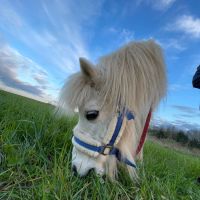 pony_