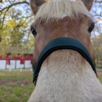 lola_horse