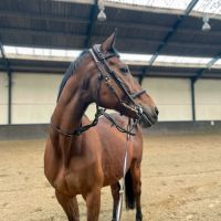 Eli_equestrian