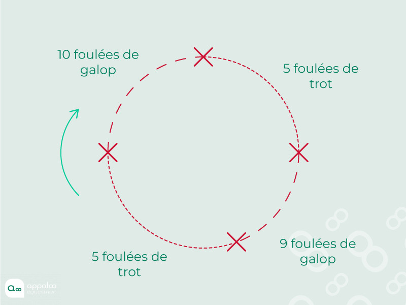 Transitions-galop-trot-sur-le-cercle.jpg